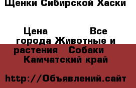 Щенки Сибирской Хаски › Цена ­ 20 000 - Все города Животные и растения » Собаки   . Камчатский край